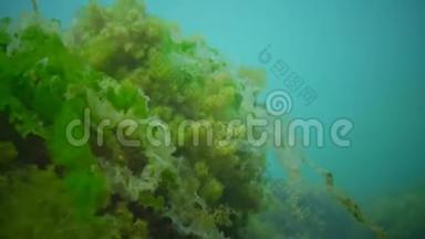 海上光合作用，水下景观.. 水下岩石中的绿<strong>藻</strong>、红<strong>藻</strong>和褐<strong>藻</strong>